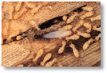 Термиты и древесина 